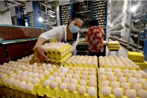 8月份由于新开产蛋鸡数量明显增加，小码鸡蛋数量增多，在产蛋鸡存栏量提升。9月份新开产蛋鸡数量仍然多于理论淘汰量，在产蛋鸡存栏量仍呈增加趋势，且产蛋率或逐渐恢复正常，鸡蛋产量增加，供应方面利空鸡蛋行情，且需求支撑有限，9月鸡蛋均价或环比小幅下降。...