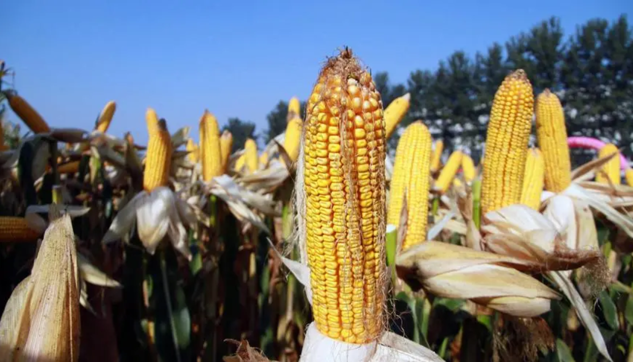 【巴西】CONAB：截至8月26日，巴西二季玉米收获进度为84%...